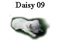Daisy 09