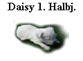 Daisy 1. Halbj.