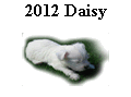 2012 Daisy