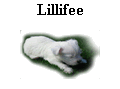 Lillifee