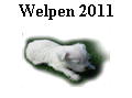 Welpen 2011
